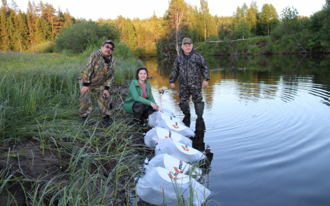 Монди СЛПК выпустил в притоки реки Мезень 600 тысяч мальков сига