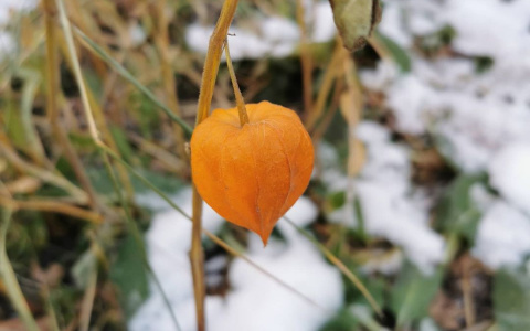 Фото дня в Сыктывкаре: последние отзвуки осени