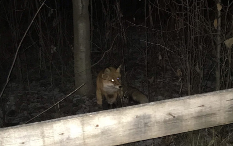 Фото дня в Сыктывкаре: пушистая лесная гостья