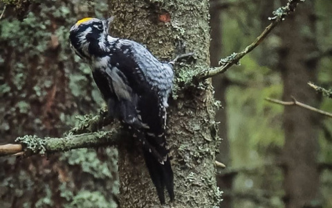 Фото дня от сыктывкарца: рубрика National Geographic