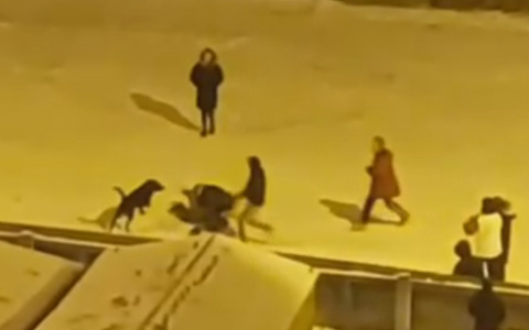 В Сыктывкаре собака разняла драку нескольких людей (видео)