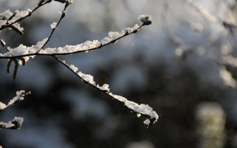 Погода в Сыктывкаре на 21 ноября: еще один теплый день