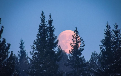 Фото дня в Сыктывкаре: красная луна над лесом