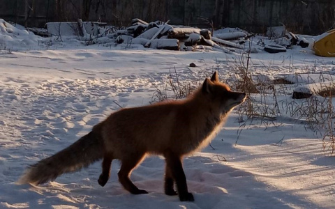 Сыктывкарцы встретили дружелюбную лису (фото)