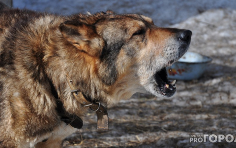 На отлов собак в одном из районов Сыктывкара потратят более 740 тысяч рублей
