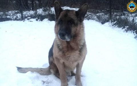 Сыктывкарская собака-полицейский на пенсии нашла новый дом