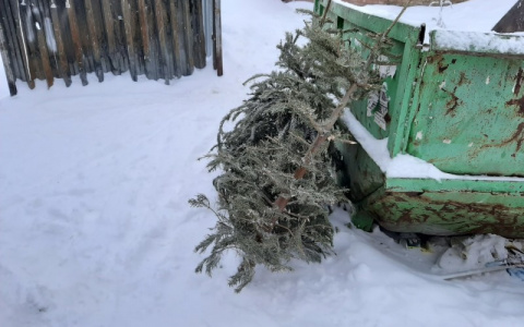 В Коми соберут ненужные новогодние елки, чтобы дать им новую жизнь