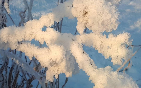 Фото дня в Коми: причудливые скульптуры зимнего мороза