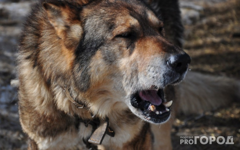Отловщики собак рассказали, почему животные напали на супружескую пару в Ухте
