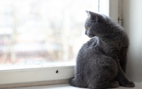 Сыктывкарцы вызвали спасателей для котенка, который упал из окна пятого этажа