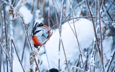 Фото дня в Сыктывкаре: красногрудые снегири