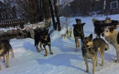 В мэрии Ухты рассказали, как они борются с бродячими собаками после трагедии с женщиной