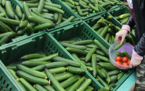 За 2020 год цена огурцов в Коми выросла на 56%