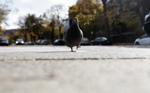 Голубь за 600, волк – за 200: в ГИБДД Коми опубликовали штрафы за сбитых животных