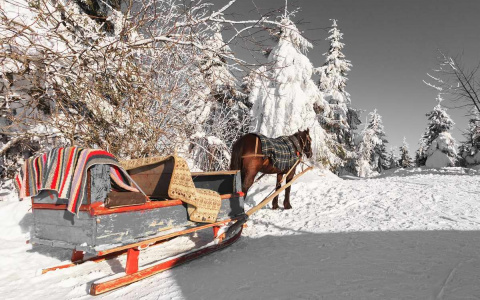 Житель Коми поехал покупать лошадь и бесследно исчез