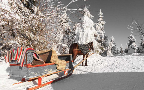 Жителя Коми, который купил лошадь и исчез, нашли мертвым