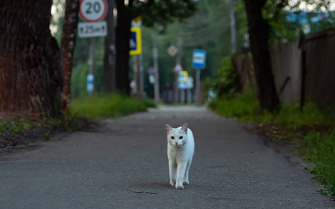 Фото дня в Сыктывкаре: кусочек лета посреди зимы