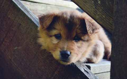 Какого возраста должен быть щенок: эксперт назвал лучшее время для покупки питомца