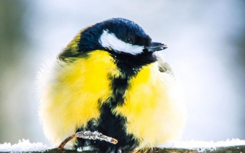 Фото дня в Сыктывкаре: живой лучик солнца холодной зимой