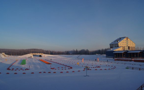 Волка на стадионе в Сыктывкаре будет искать полиция