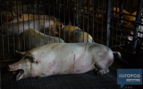 Под Сыктывкаром обнаружили африканскую свиную чуму