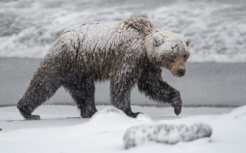 В Коми объявился медведь-шатун