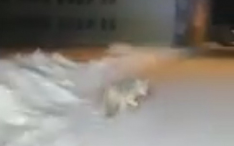 Жители Коми устроили погоню за волком, который гулял возле детского сада (видео)