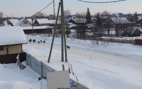 «Видимо, ждут, пока всех загрызут»: один из районов Сыктывкара заполонили бездомные собаки
