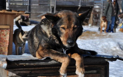 В Коми свора бездомных собак напала на четырехлетнюю девочку