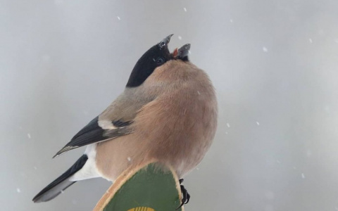 Фото дня в Сыктывкаре: зимние забавы