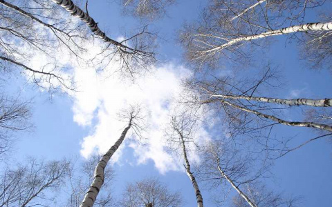 Погода в Сыктывкаре на 5 марта: холода крепчают