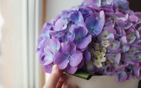 Врачи назвали лучшие цветы к 8 марта с точки зрения медицины