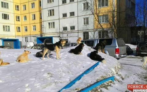 В Коми на ребенка с тяжелой гемофилией напала бродячая собака: мать закрыла его собой