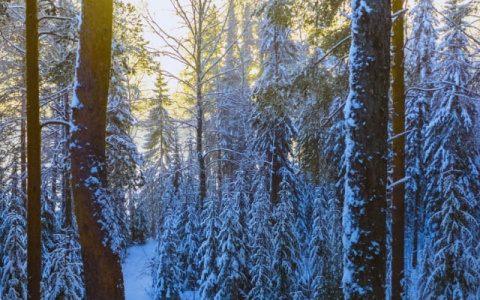 Ночью спасатели искали в лесу под Сыктывкаром сразу семь человек