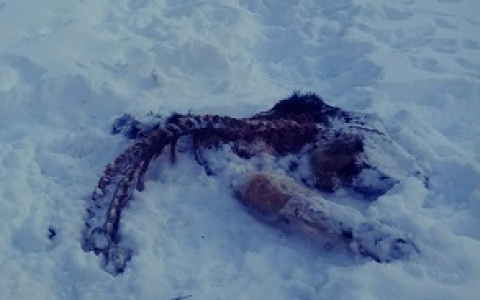 К сыктывкарским дачам заявилась стая волков