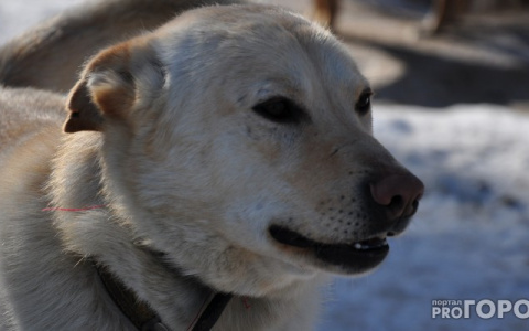 Собака спасла сыктывкарцев от пожара
