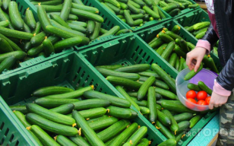 В Коми подорожали куры и телевизоры и подешевели огурцы