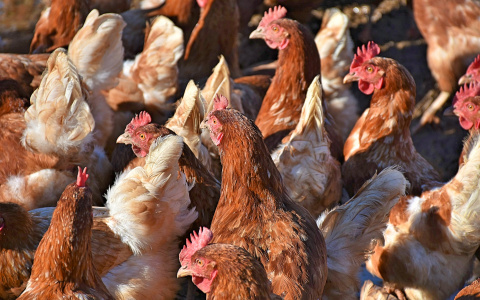 В России заявили о новом птичьем гриппе, опасном для человека