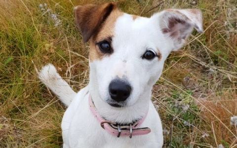 Собака-герой, которая спасла ребенка от волка в Коми, стала призером международного конкурса «Мой ласковый и нужный зверь»