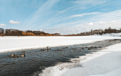 Фото дня в Сыктывкаре: утиная зимовка в парке