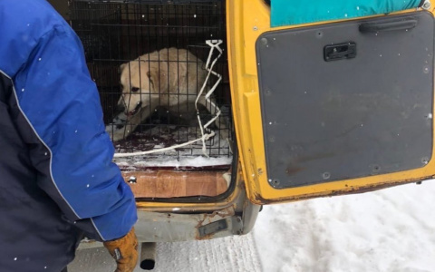 В Госдуму внесли законопроект об усыплении бездомных собак