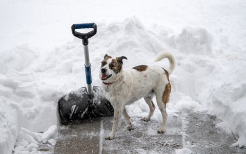 Под Сыктывкаром конфликт кончился «лопатоприкладством» по лицу