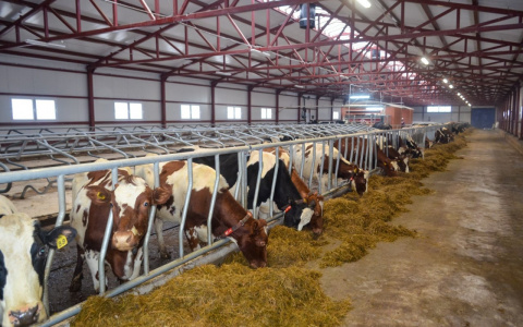 В Коми появятся новые молочные фермы