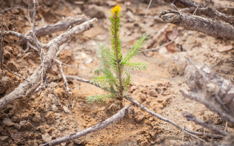 Жителей Коми пригласили посадить дерево и получить премию