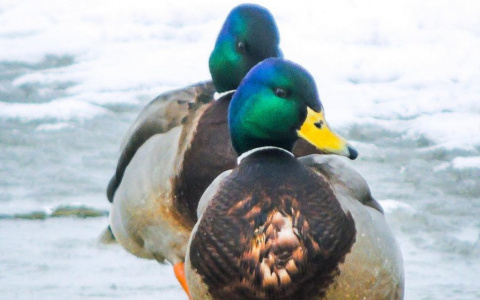 Фото дня в Сыктывкаре: выжившие утки
