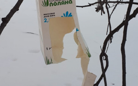 Сыктывкарец против птиц: жители дома жалуются на злостного уничтожителя кормушек