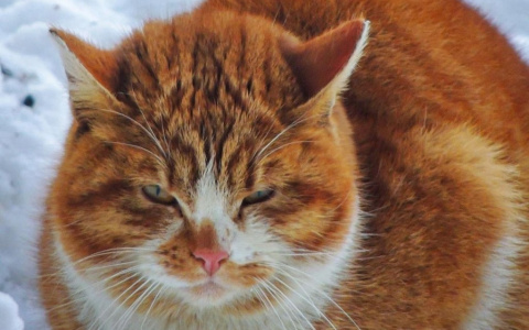 Фото дня в Сыктывкаре: история одного кота