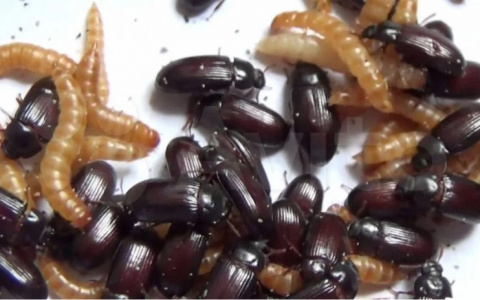 Соболь, скорпион и жук-знахарь: необычные домашние питомцы, которых можно купить в Сыктывкаре