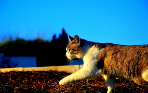 Коронавирус может начать массово заражать домашних животных