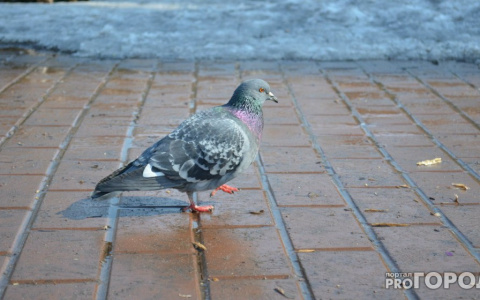 Погода в Сыктывкаре на 3 апреля: холодно и мокро